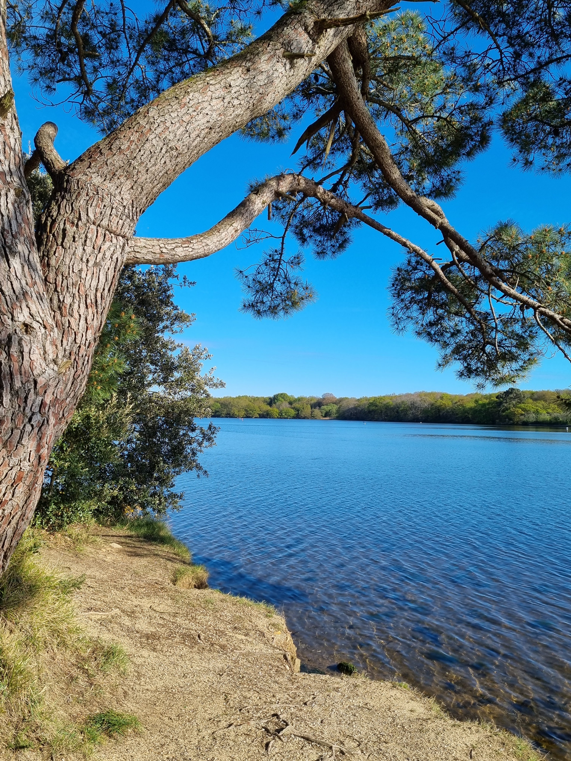 Arbre à l'étang du Ter à Larmor-Plage-Ploemeur proche Lorient (Morbihan) 56