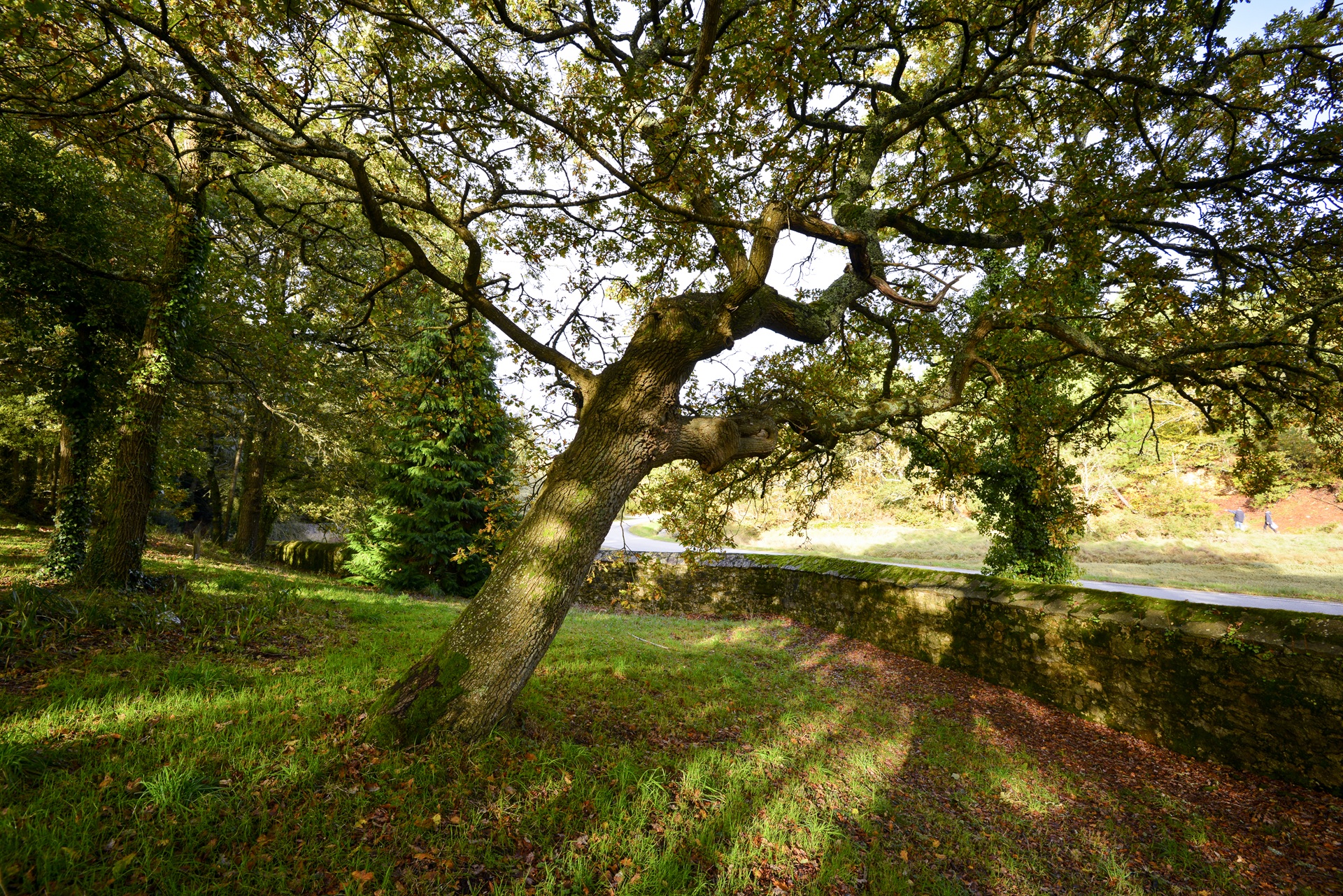 Arbre au parc du château du Diable à Caudan proche Lorient (Morbihan) 56