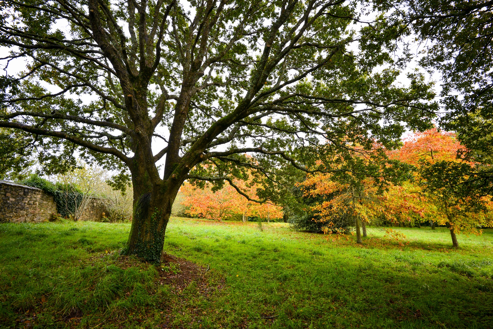 Arbre en 1er plan au parc du château du Diable à Caudan proche Lorient (Morbihan) 56
