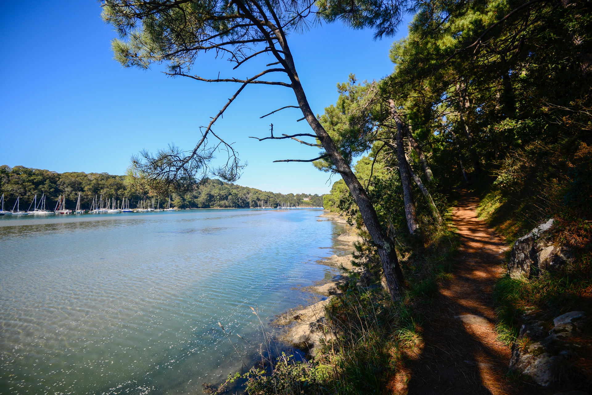Arbre penchant sur les rives de la Laïta à Guidel proche Lorient (Morbihan) 56