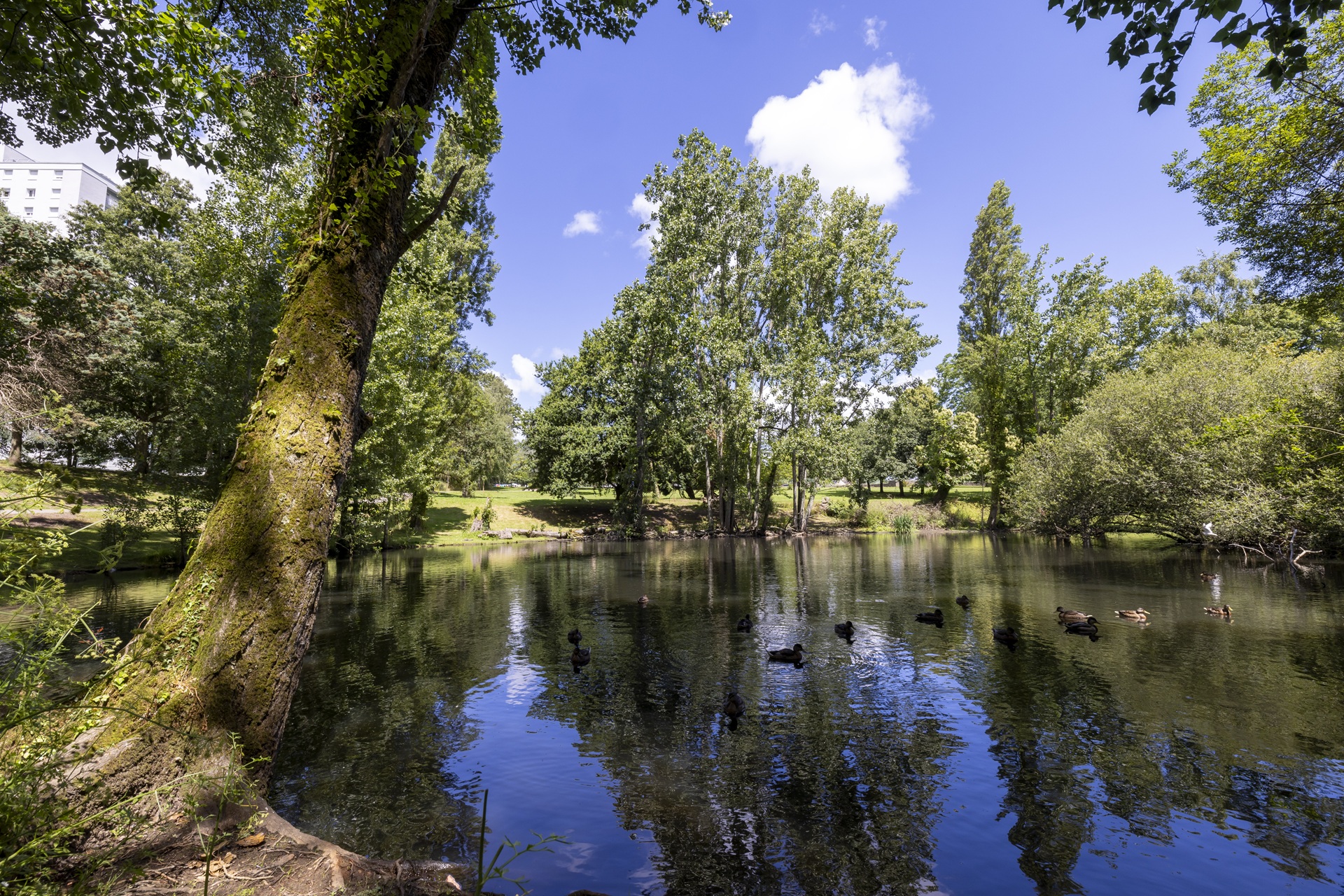 Étang avec canards au parc de Bois du Château à Lorient (Morbihan) 56