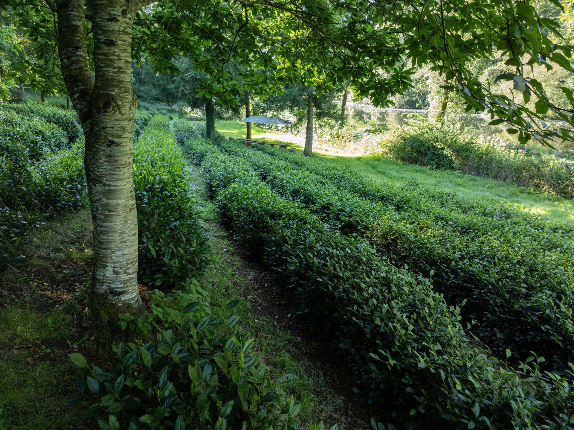 Jardin de thé Filleule des fées à Languidic proche Lorient (Morbihan) 56