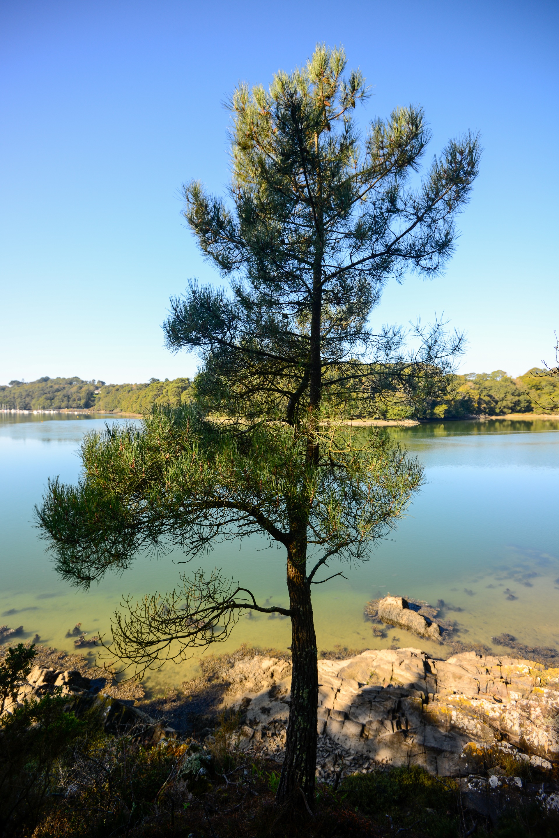 Pin en premier plan sur les rives de la Laïta à Guidel proche Lorient (Morbihan) 56