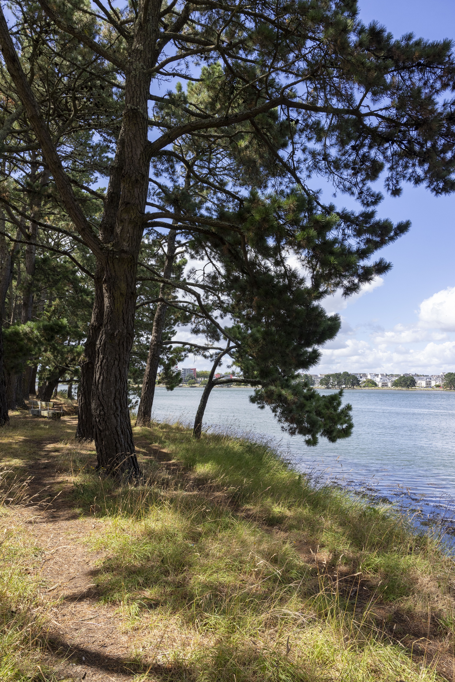 Pins le long des rives du Scorff à Lorient (Morbihan) 56