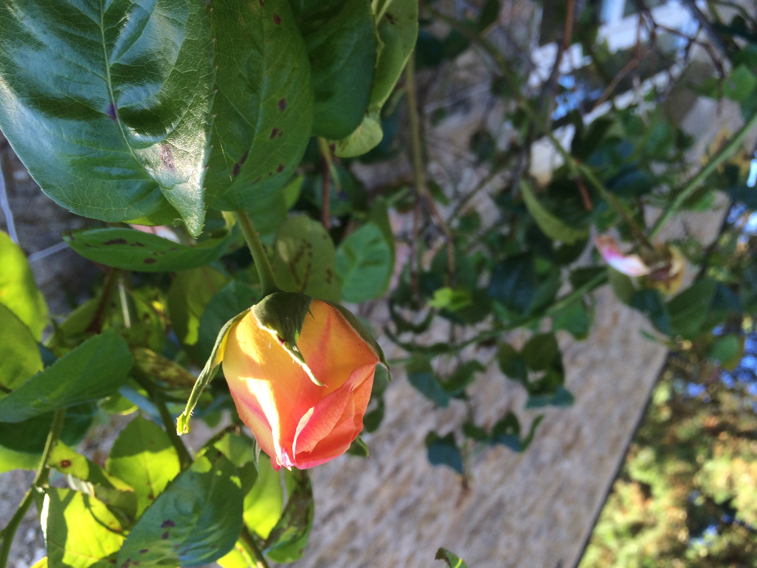 Relaxez-vous dans ce jardin arboré de cette maison d'hôtes à Guidel à Lorient Bretagne Sud ( Morbihan, 56)
