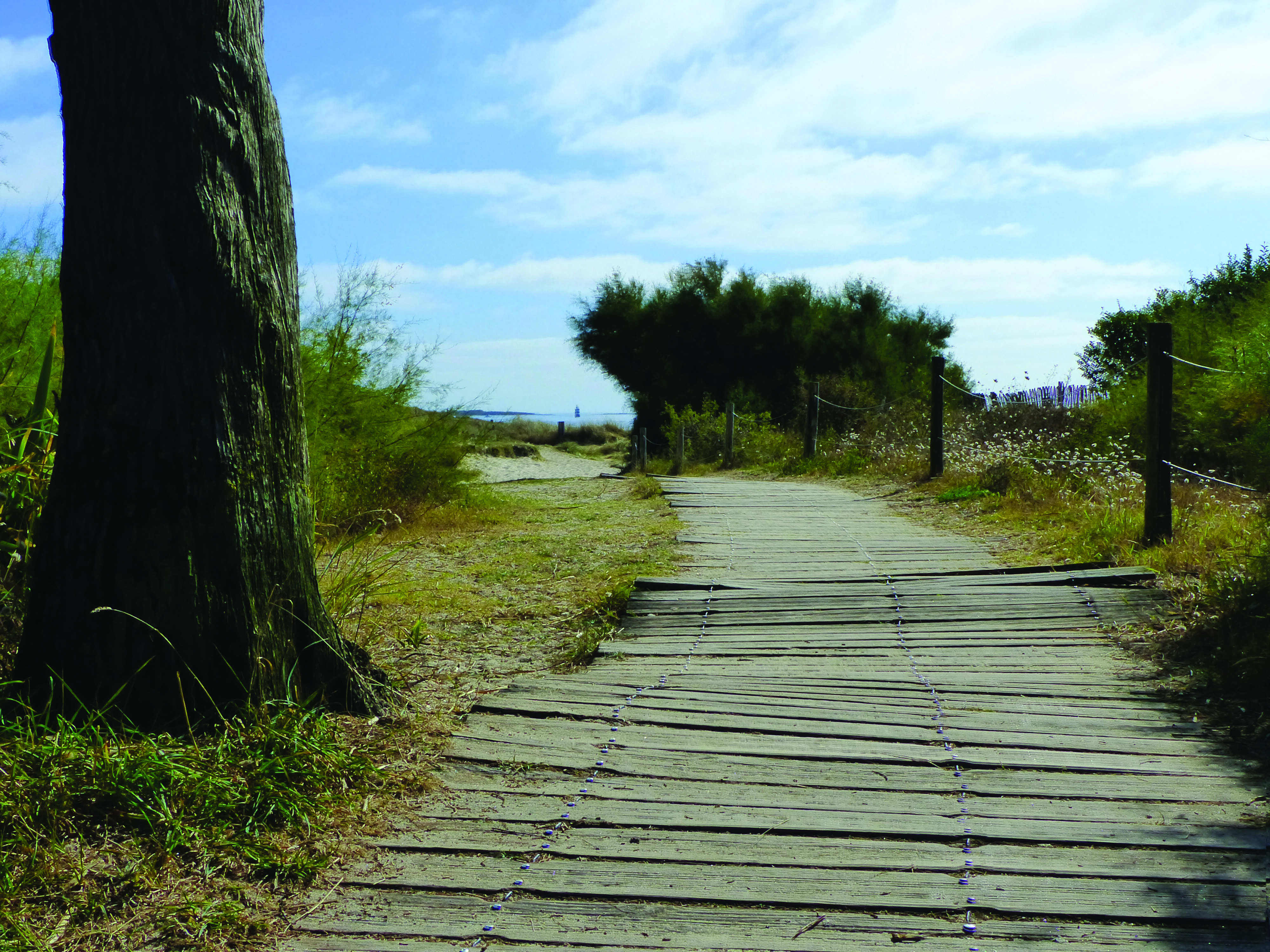 Sentier de promenade proche de la plage de kerguelen les roseaux à Larmor-Plage (Morbihan) 56