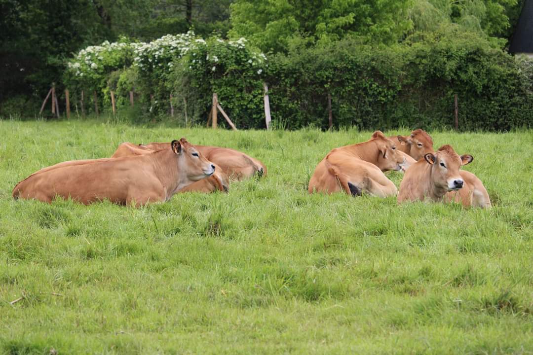 Viande de boeuf produites sur la ferme et en vente directe au Marché de Kerhervy à Lorient Bretagne Sud(56 Morbihan)