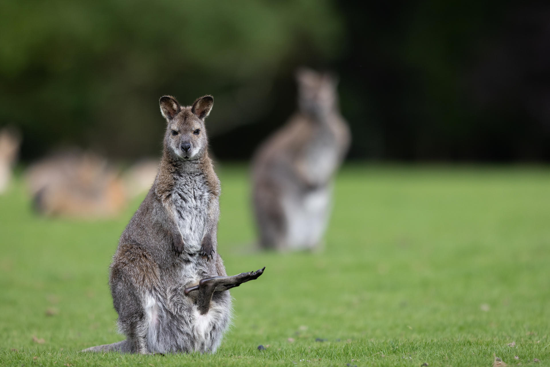 wallaby2-2020-2025-22208