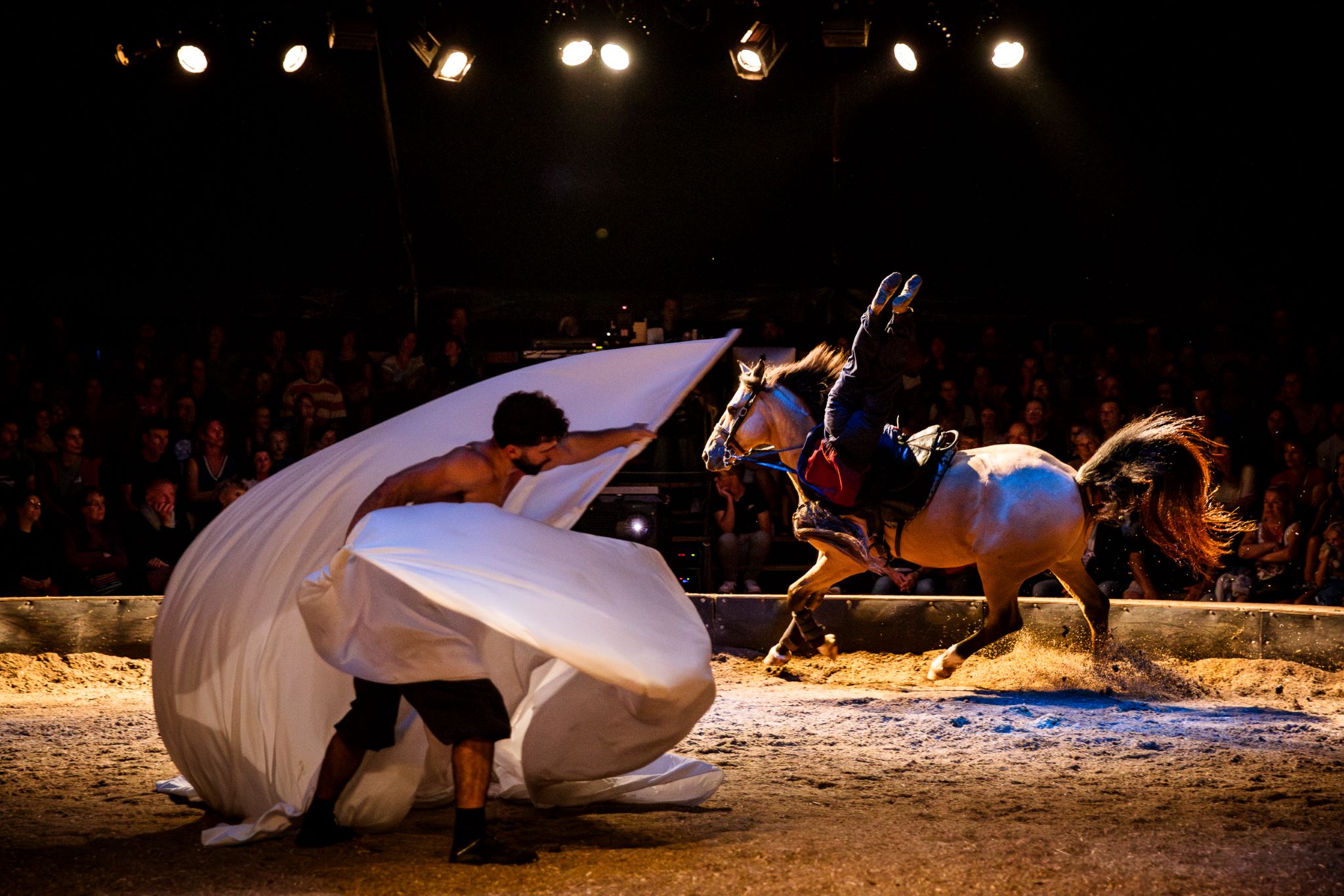 Grand spectacle équestre de Noël Prohibé au Haras national d'Hennebont - 2024-2025 (Morbihan)