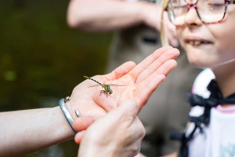 Libellules et papillons, Moulin des Princes à Pont-Scorff (Morbihan, 56)