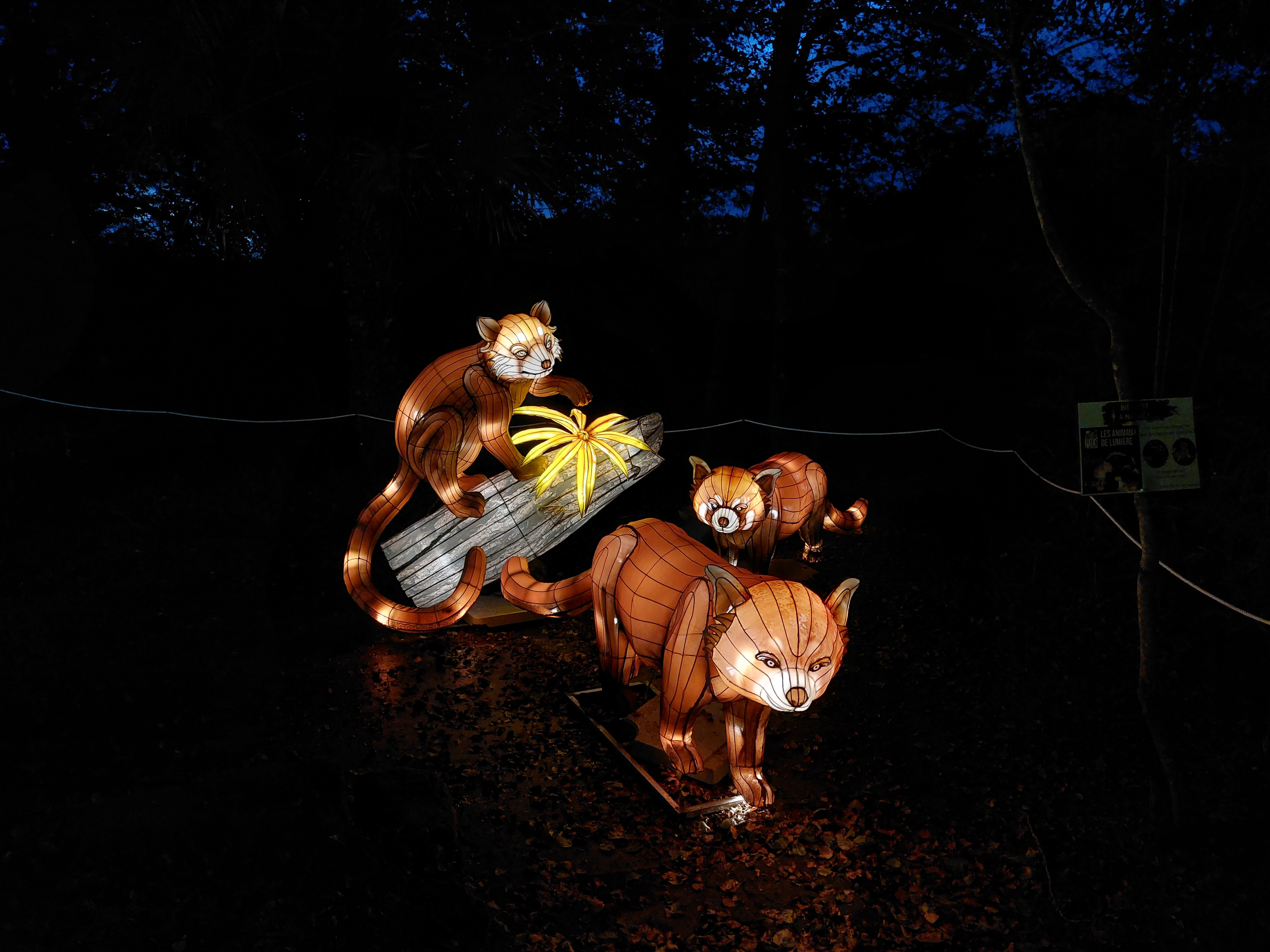 Structures lumineuses de pandas roux au spectacle Les Animaux de Lumière aux Terres de Nataé (Morbihan, 56)