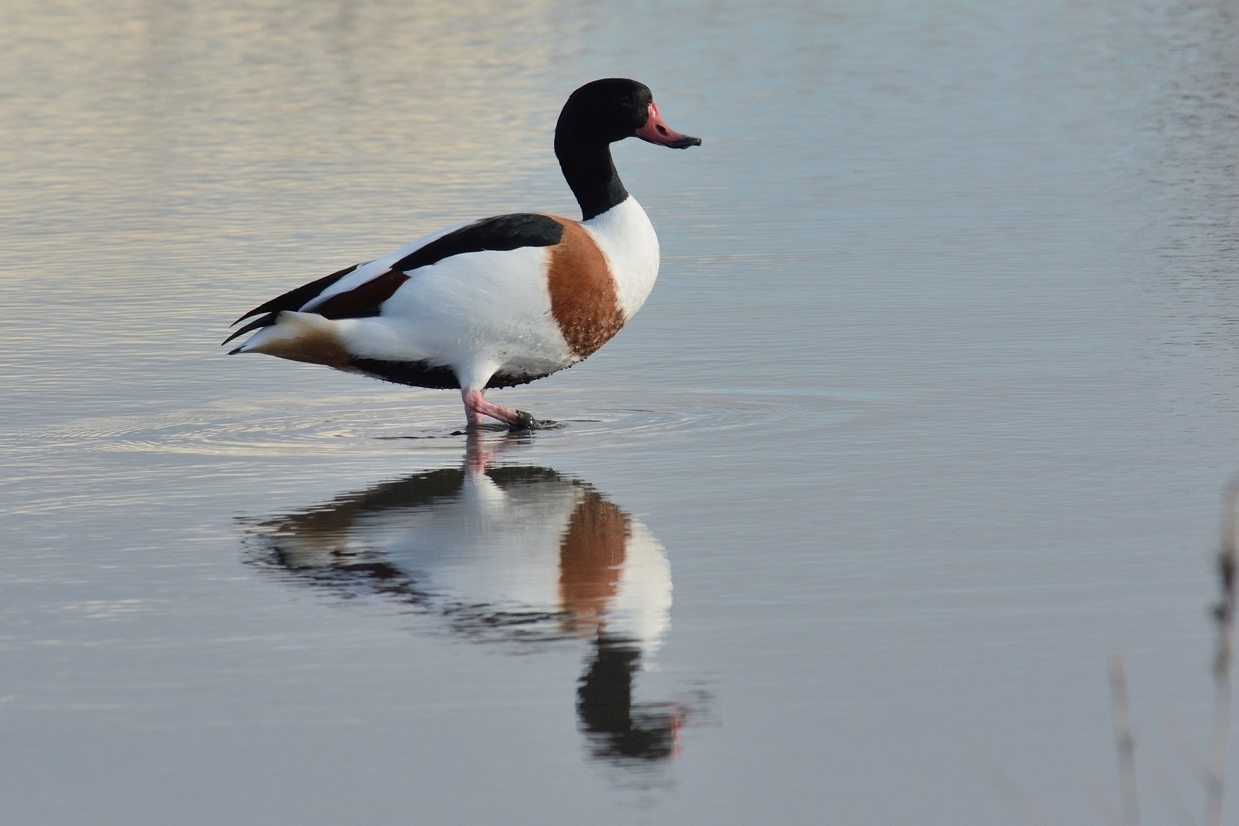 Sortie nature Riantec