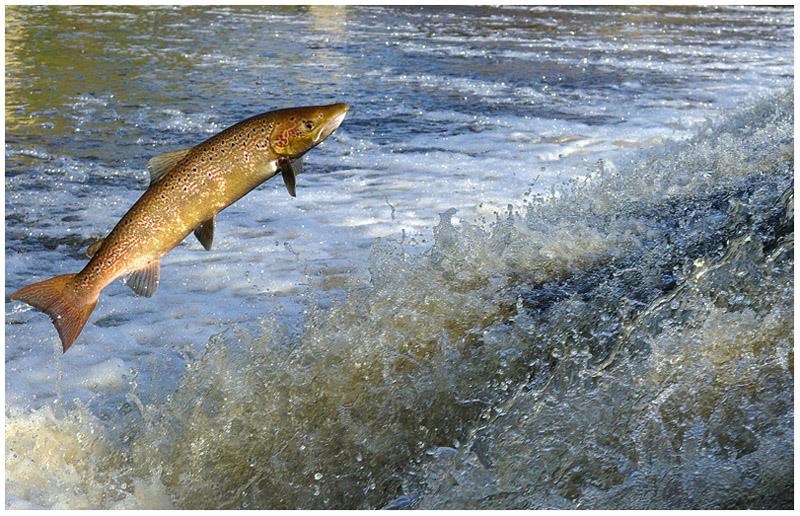 Sortie nature Pont-Scorff