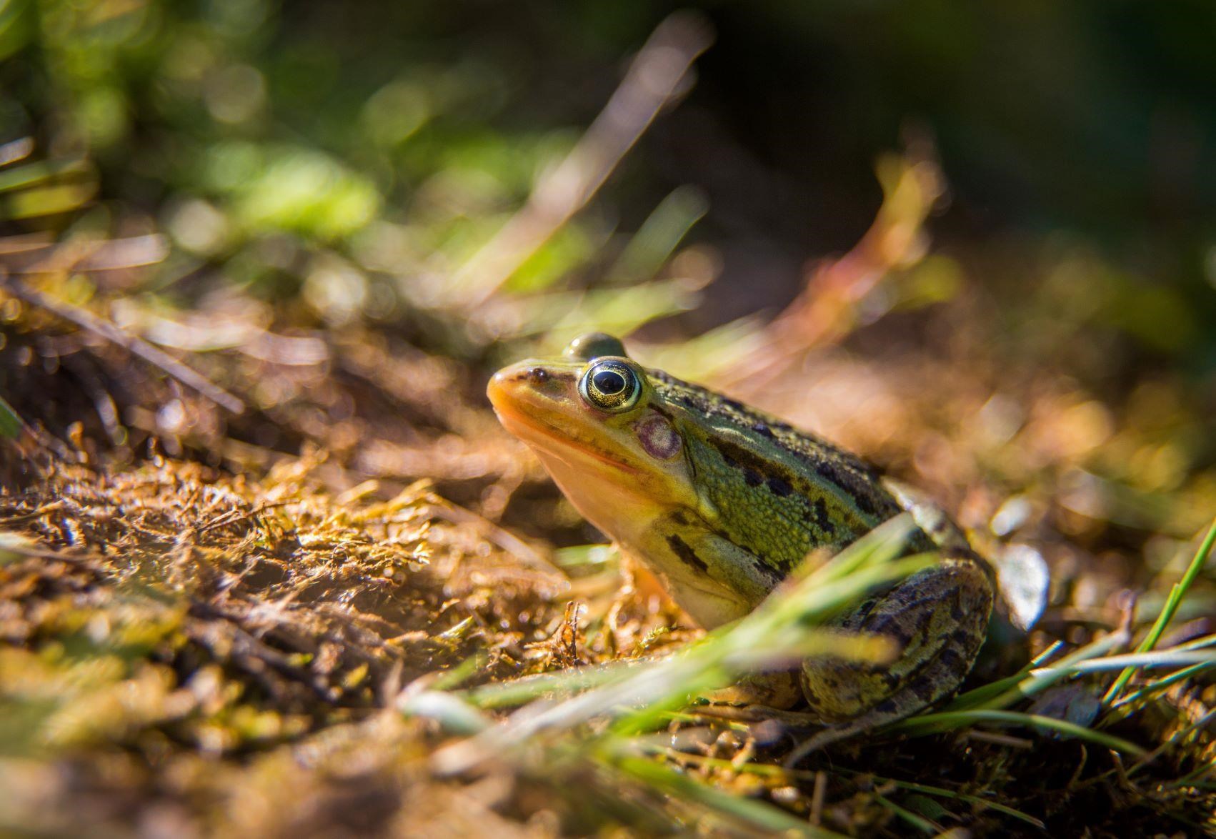 Sortie nature Pont-Scorff