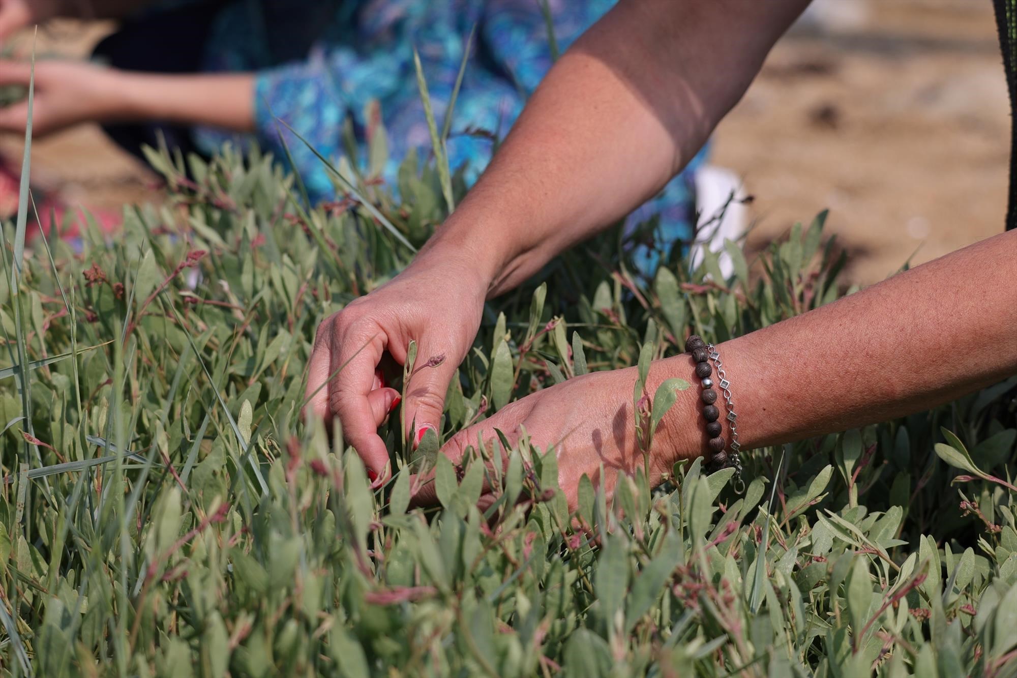 Cueillette de plantes comestibles