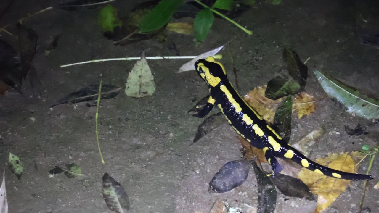 Salamandre tachetee Hennebont