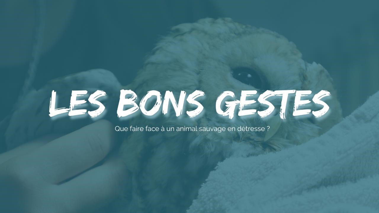 Chouette hulotte blessée