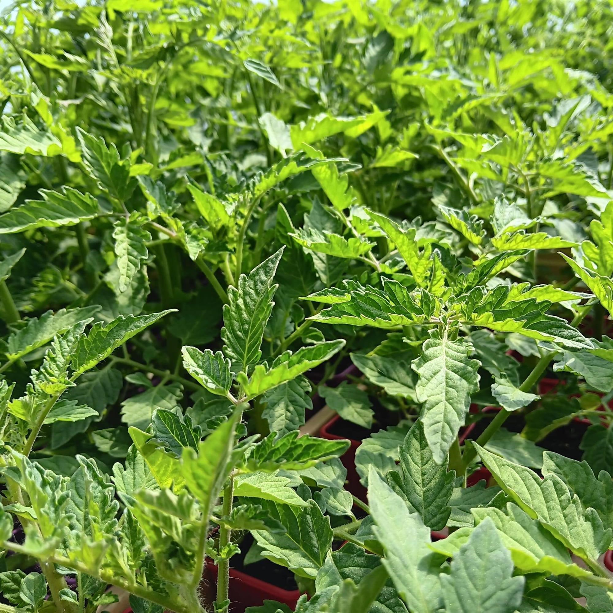 Foire, salon Pont-Scorff