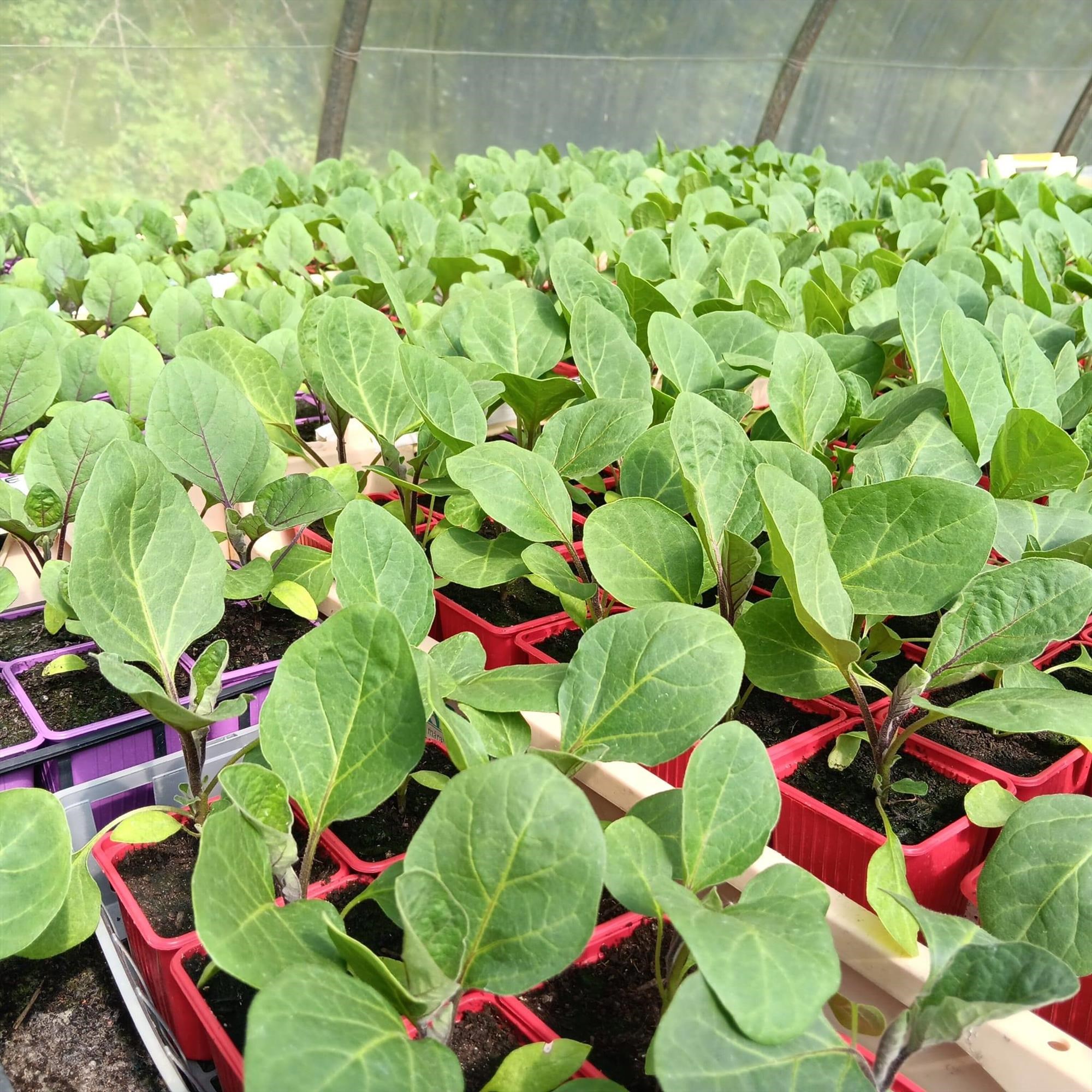 Foire, salon Riantec