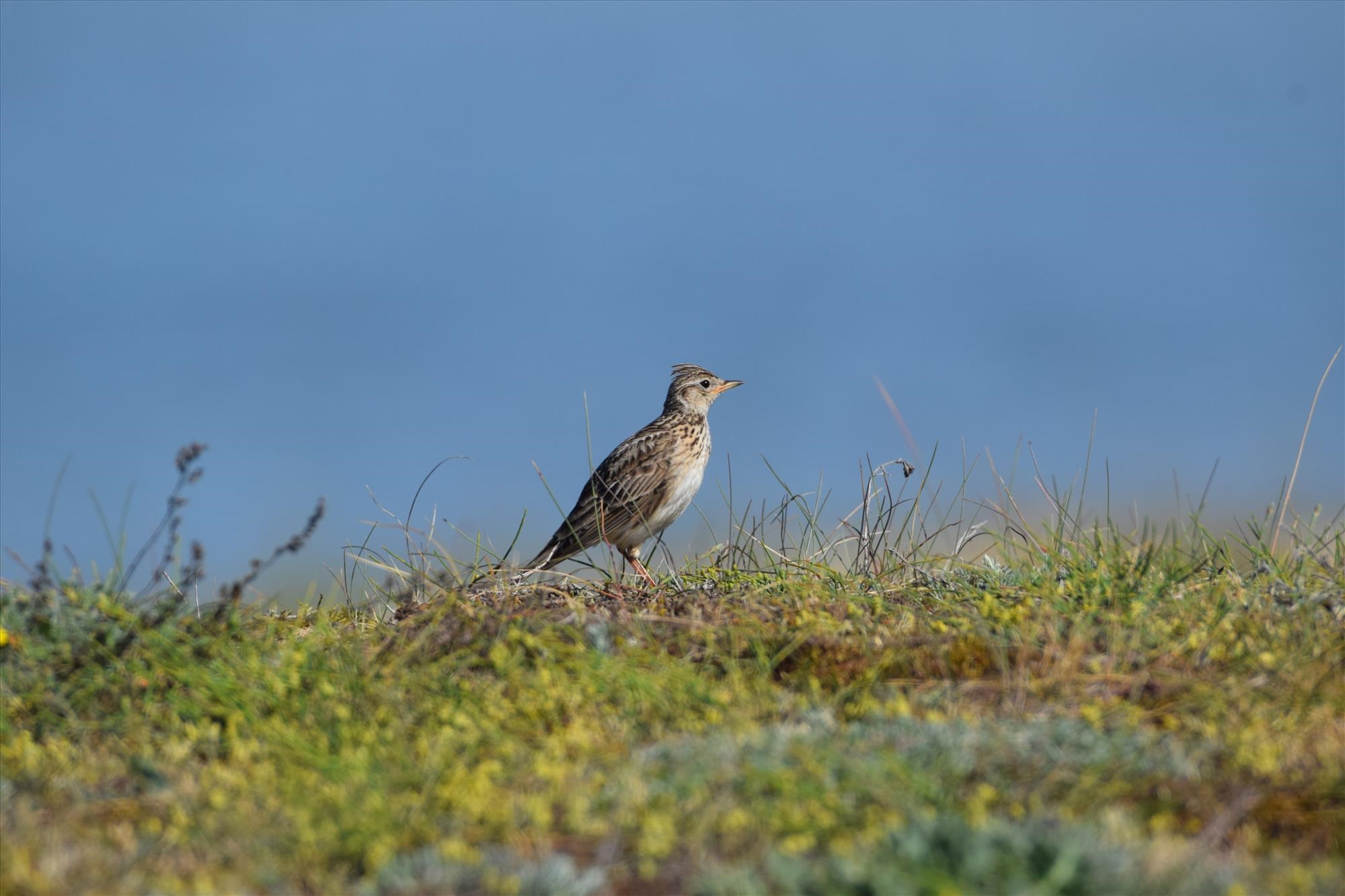 Sortie nature Plouhinec