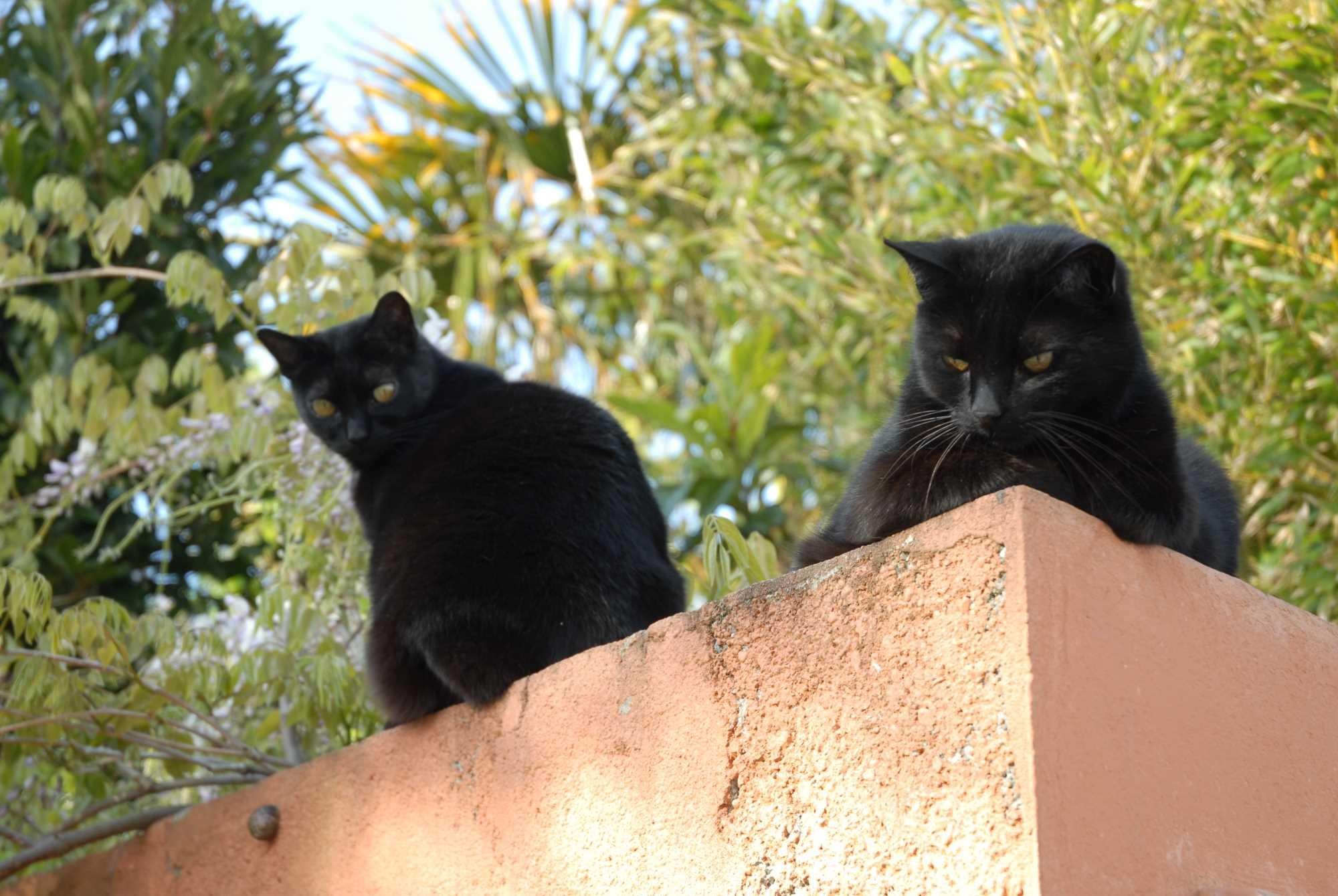 Chats sur un mur