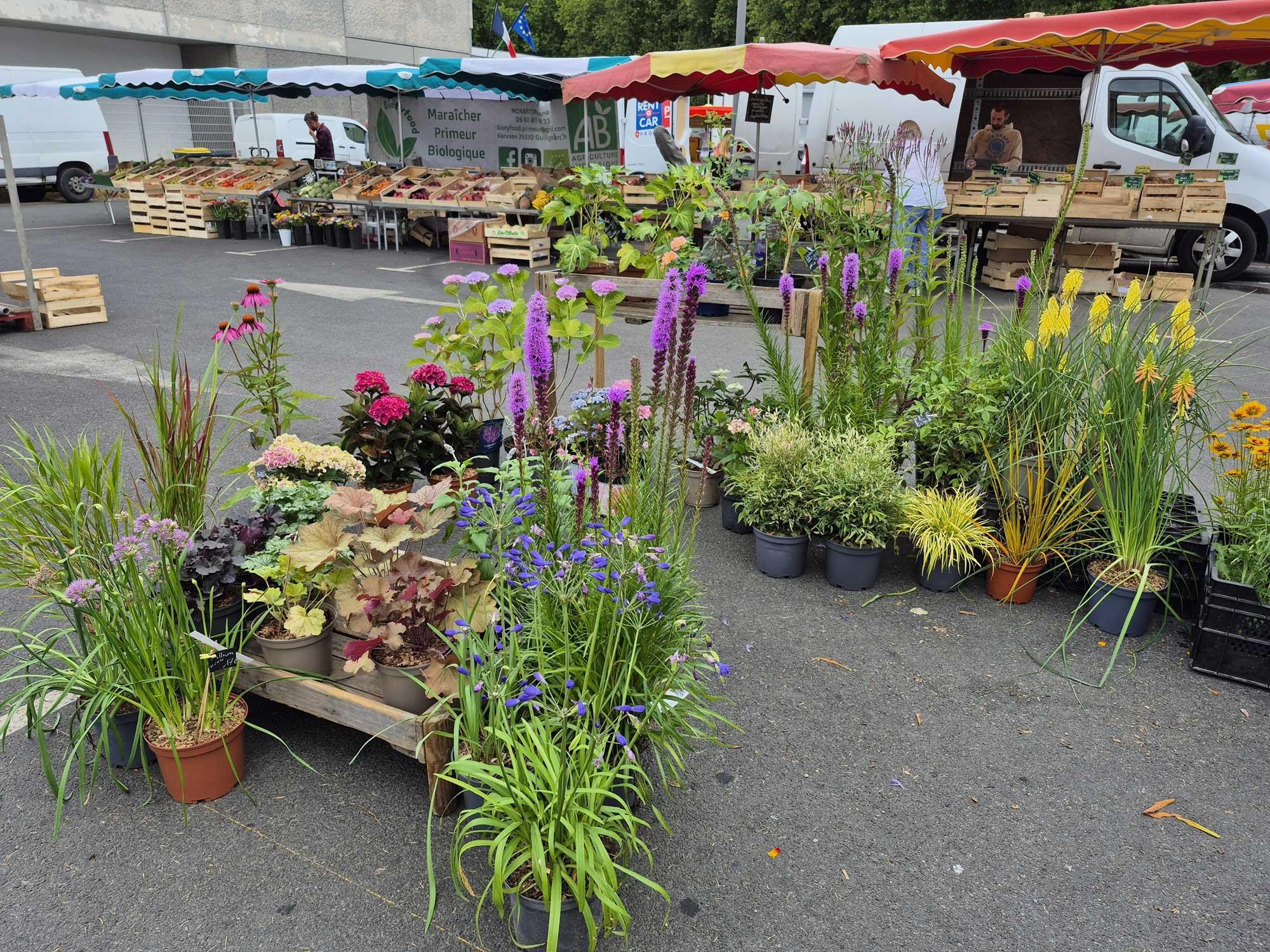 Fleurs au marché de Merville du mercredi