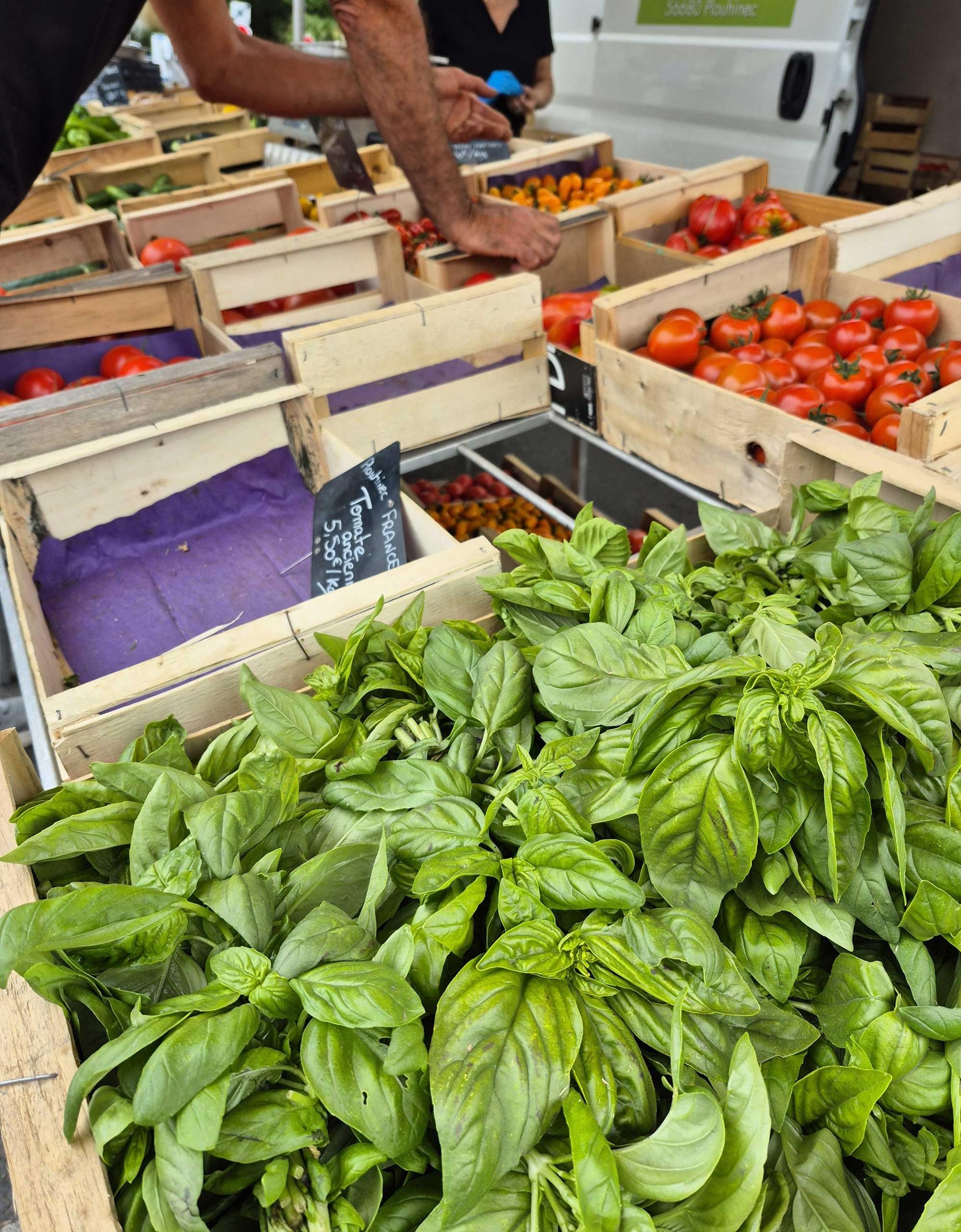 Le basilic, le parfum de l'été !