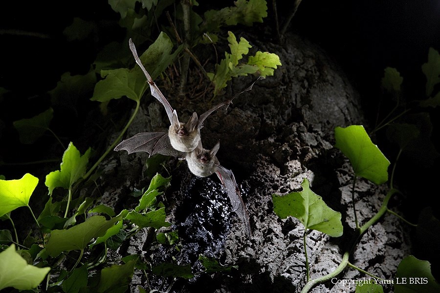 Nuit de la chauve-souris