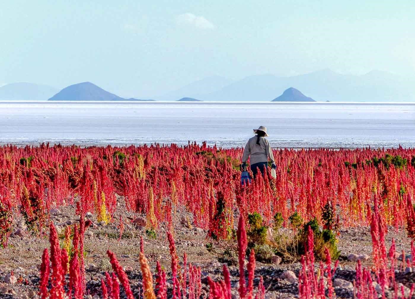 La beauté du quinoa et du désert
